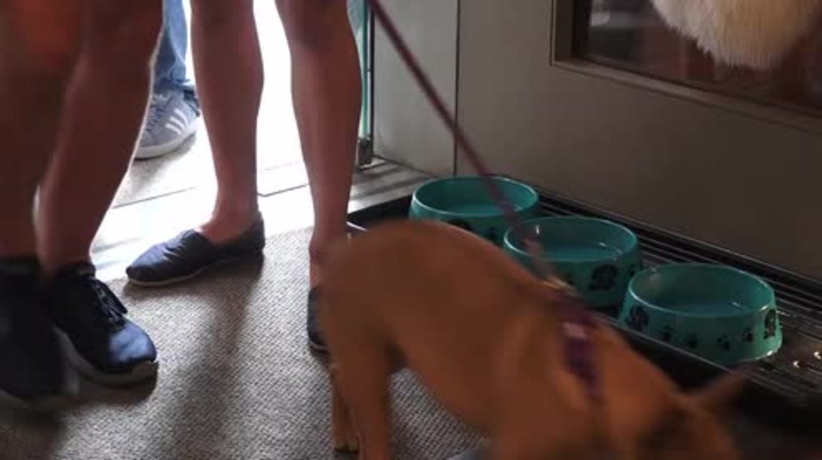 UK: French bulldog cafe pops up in London