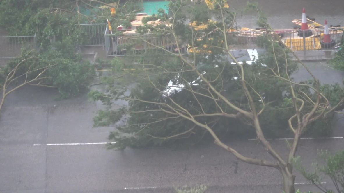 Hong Kong: Driver narrowly avoids fallen tree as typhoon rages on
