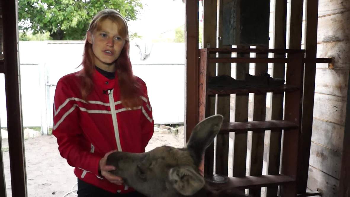 Rusia: Un pequeño bebé de alce fue rescatado tras unas inundaciones, ¡y ahora vive con su familia adoptiva!
