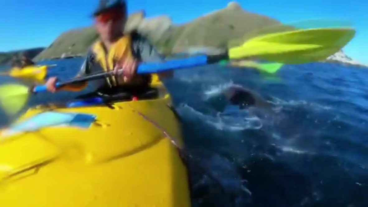 Whip-SPLASH! Seal slaps man in the face with an octopus