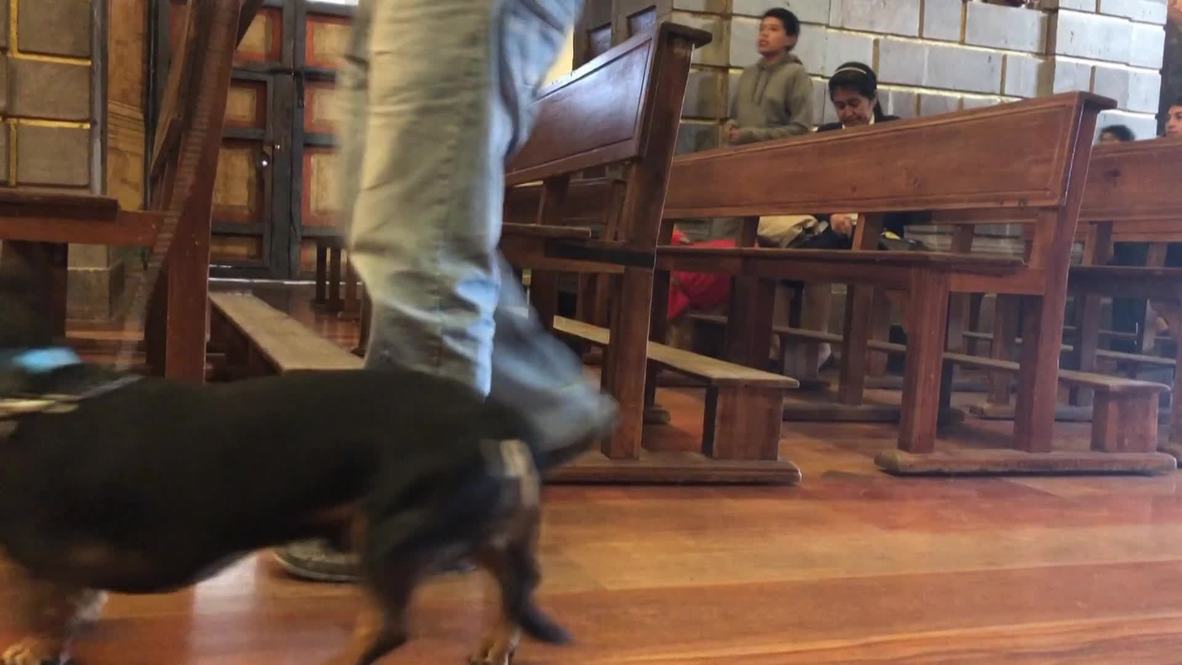 Holy cow! Pampered pets get biblical blessings in Quito