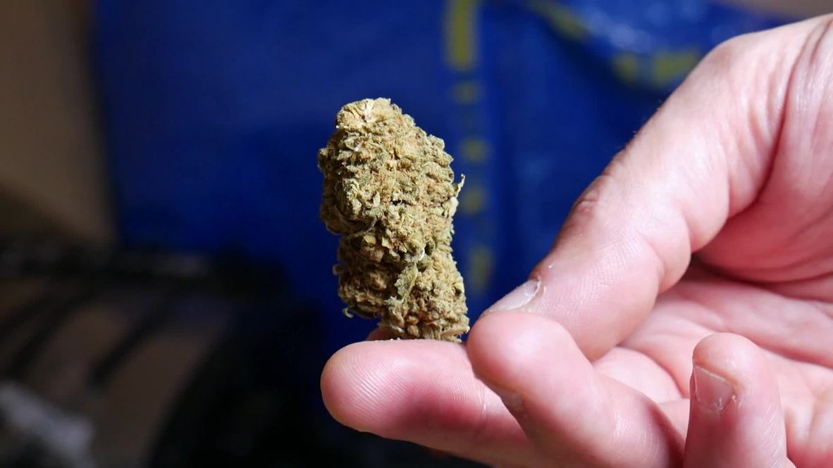 Pooch-pot! Italian startup offers cannabis for depressed pets