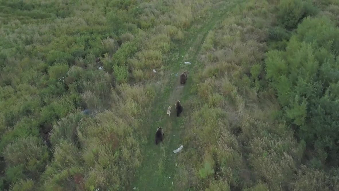 Playful pup makes friends with family of BEARS in Kamchatka *EXCLUSIVE*
