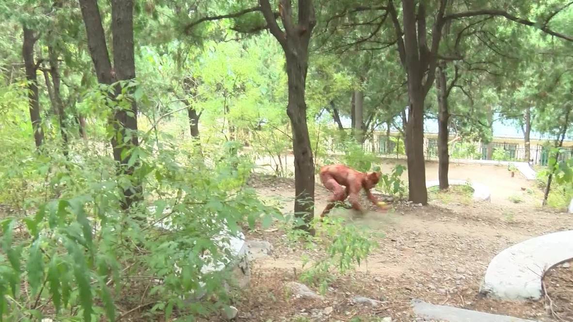 Chinese grandpa works out every day as a LEOPARD
