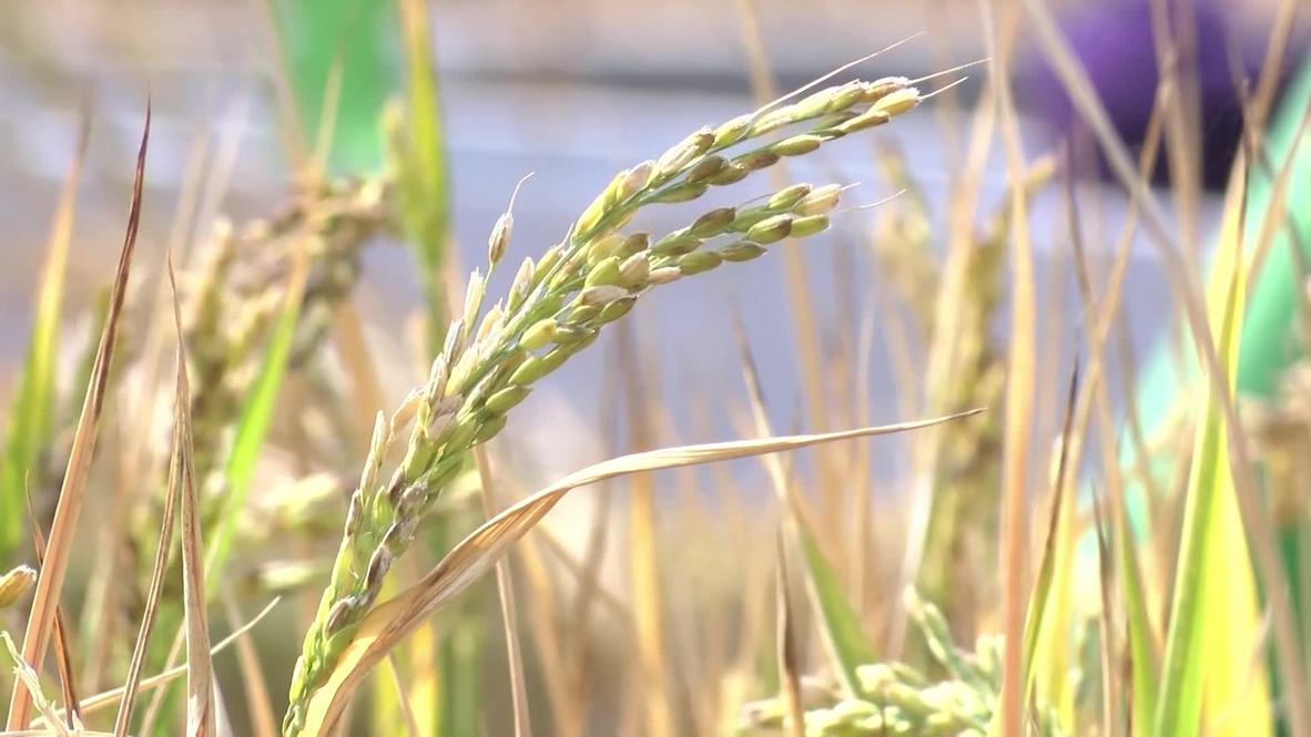 China: El arroz cultivado en agua salada podría alimentar a 80 millones de personas más