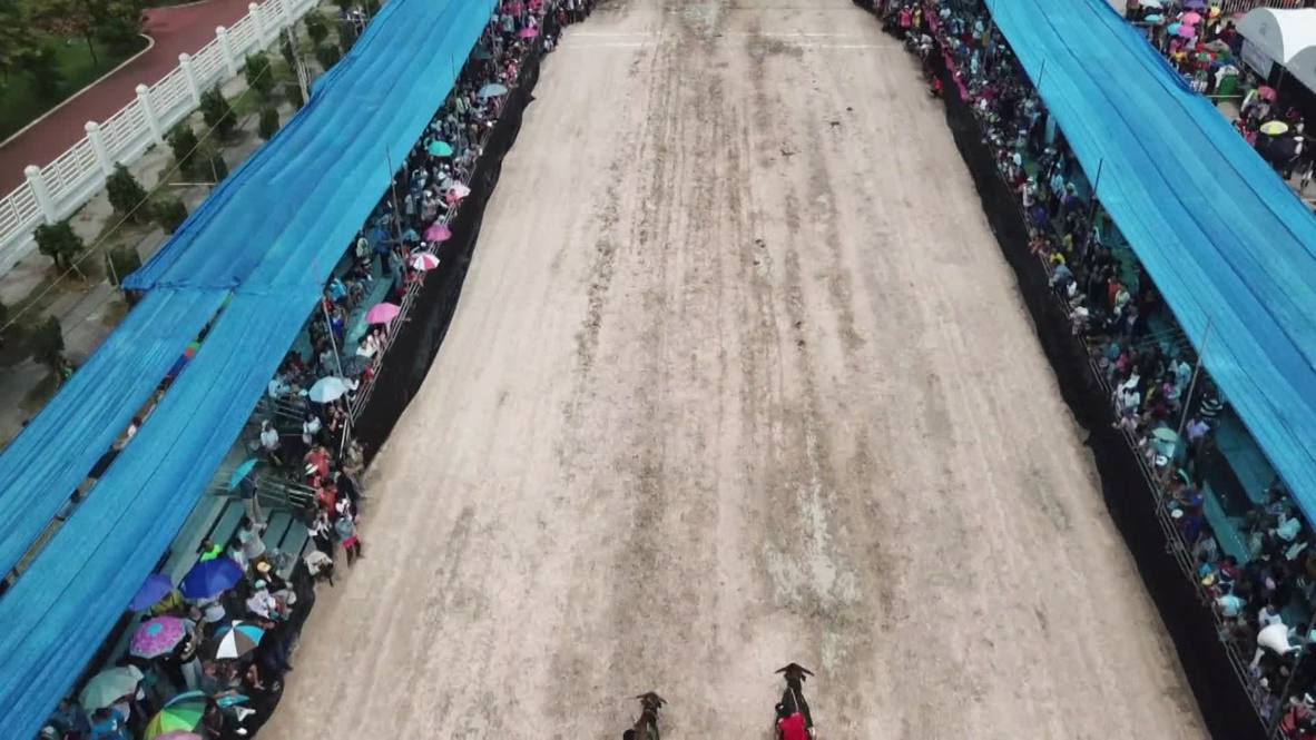 Tailandia: Realizan carrera anual de búfalos para festejar la exitosa cosecha de arroz