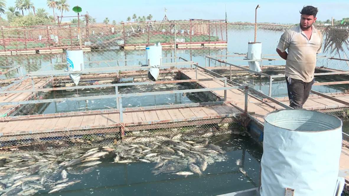 Iraq: Thousands of Euphrates carp die in mysterious circumstances