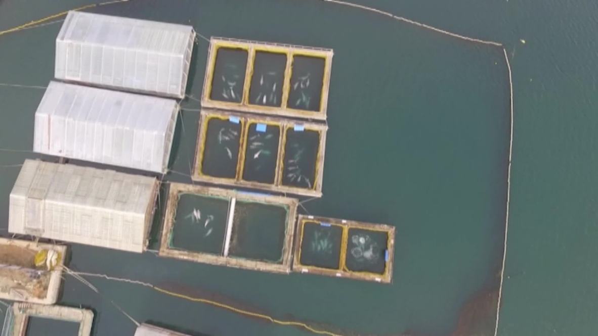 Russia: Drone captures ‘whale prison’ in Nakhodka Bay