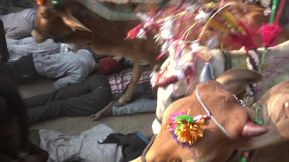 Moooove! 400 cows trample the misfortune out of Hindi men in Bhidawad