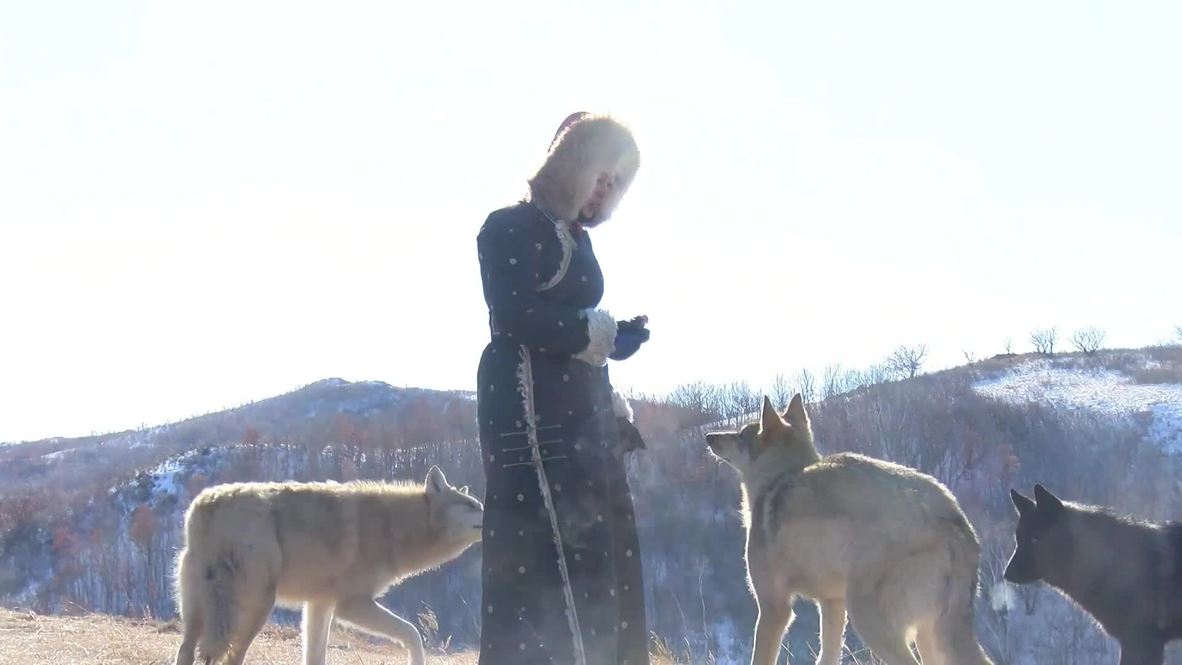 Wolf breeder feeds pack of wolves from her MOUTH