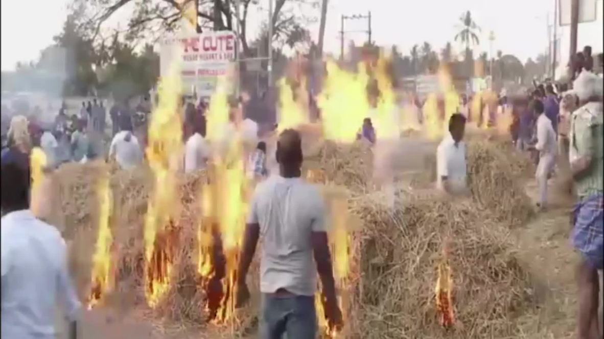 Burnin' beef! Cows, sheep and people jump over open flames for Indian harvest
