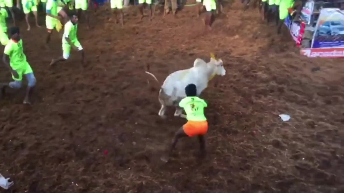 Strong as a bull! Contenders tossed like ragdolls at Indian bull-taming festival