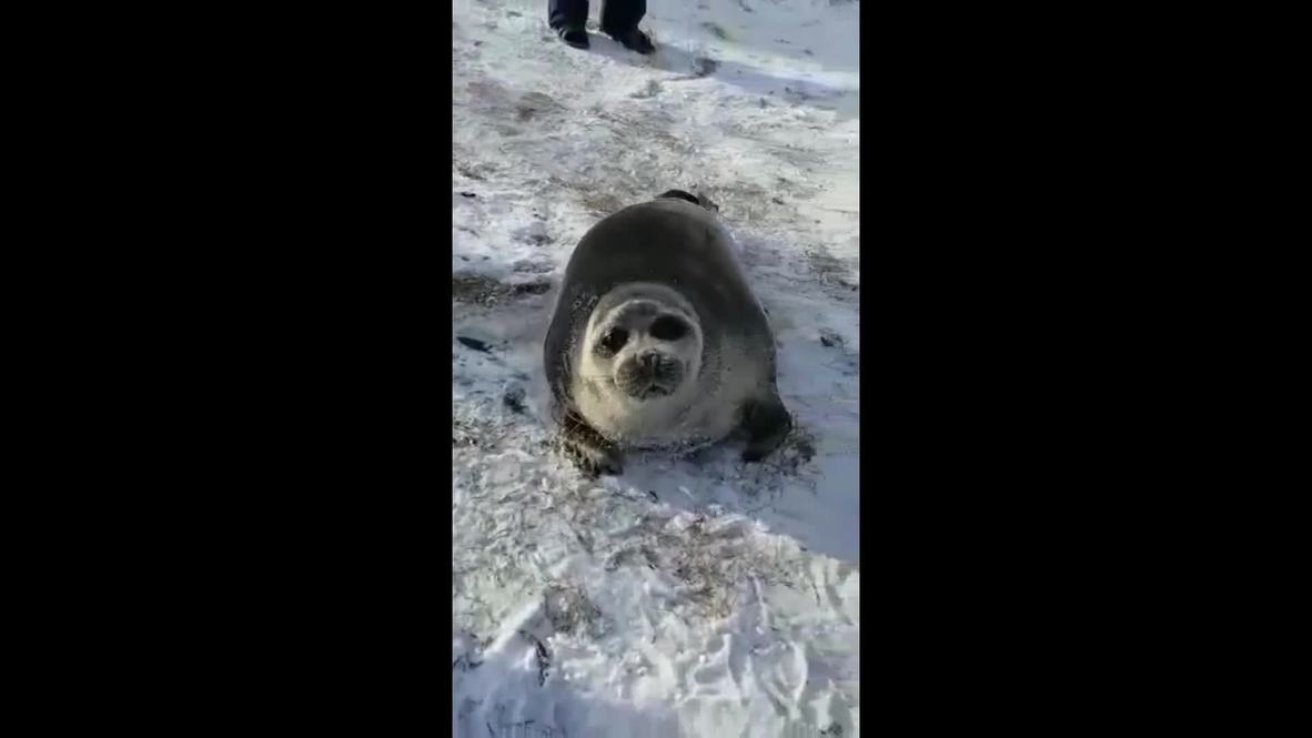 Una foca atrapada en el hielo es rescatada por un equipo de salvamento ruso