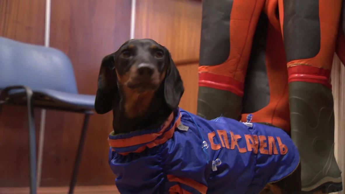 Relax after a ruff day! MEET Marussia the ‘freelance psychologist’ dachshund