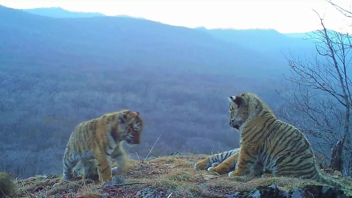 Cuatro cachorros de Amur llegan al Parque Nacional de la Tierra del Leopardo