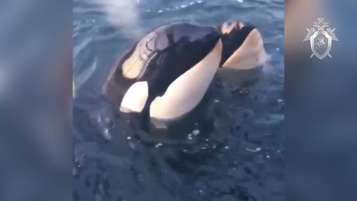 Russia: Investigative Committee opens criminal case against 'whale prison'