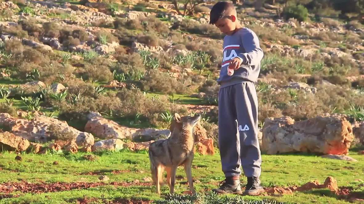 Old dog, new trick! Wolf befriends 7y/o Libyan boy and looks after his sheep