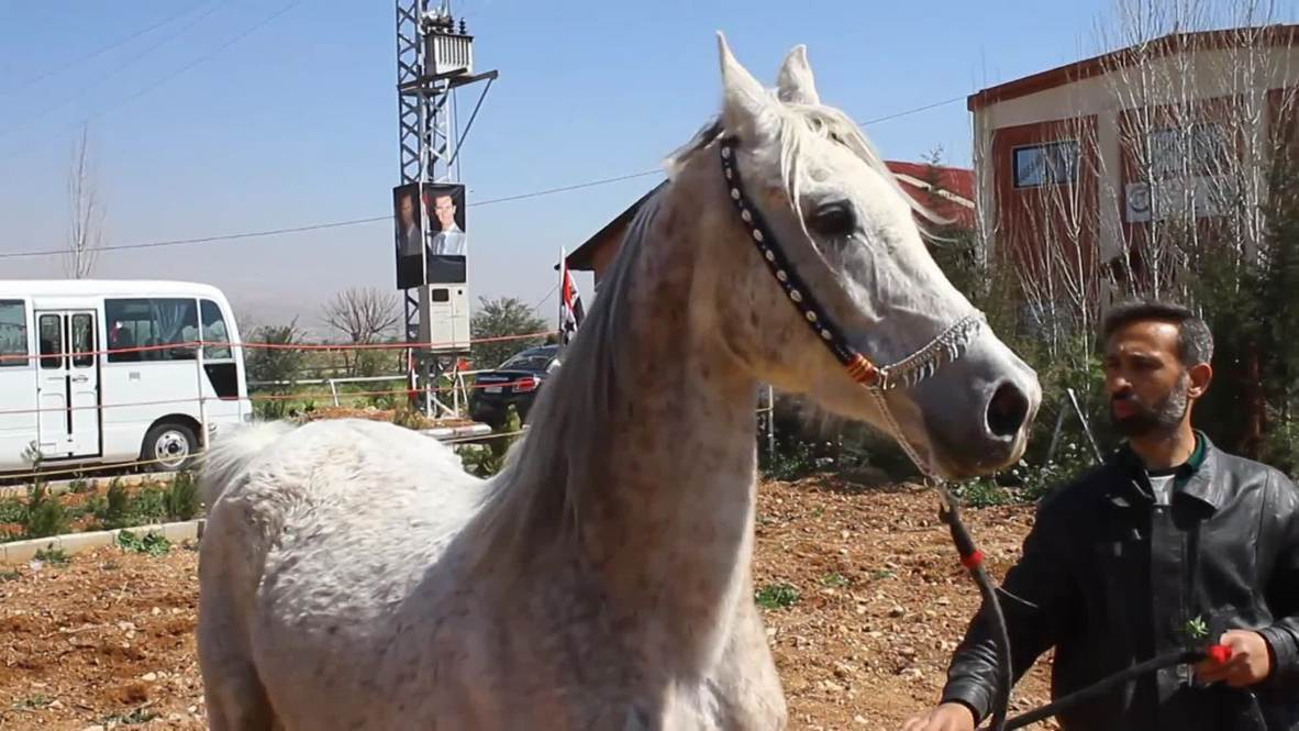 Syria: Arabian stallions heal war trauma in Damascus horse centre