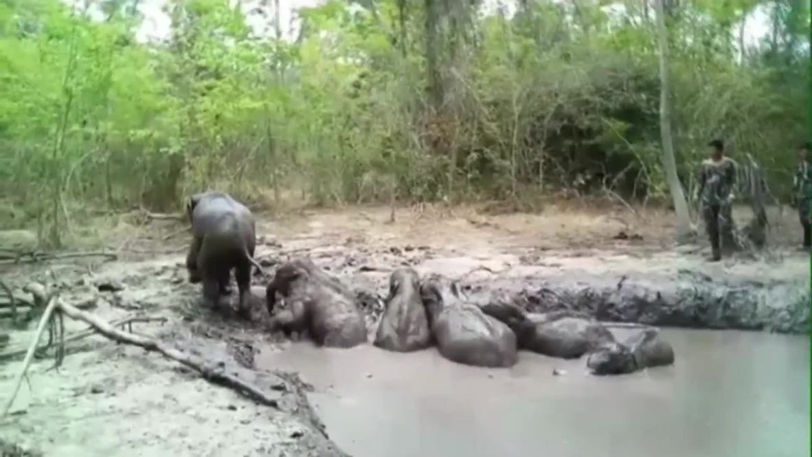 Crías de elefante atrapadas en el lodo son rescatados por guardabosques tailandeses