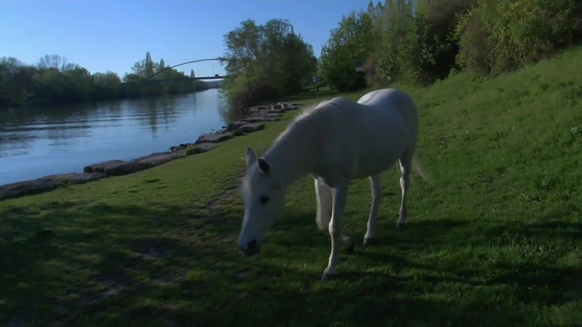 Hold your horses! Mare strolls around Frankfurt by herself every day for 14 years