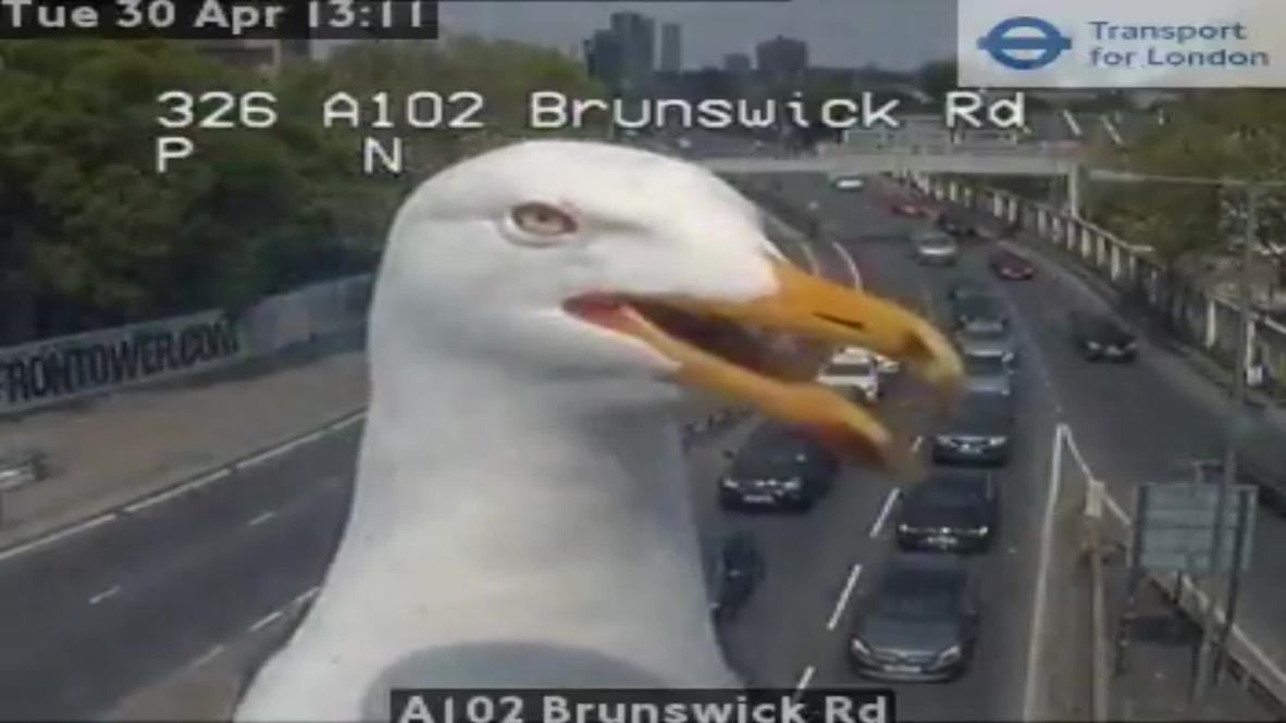 A bird’s eye view! Seagull caught on London traffic camera goes viral