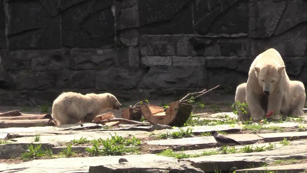 Berlin Zoo's polar bear family enjoys Mother's Day treats