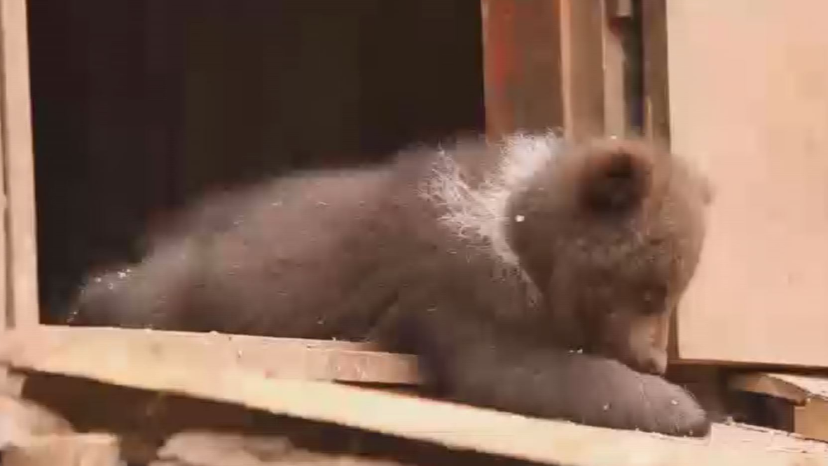 Russia: Abandoned bear cubs find new home in Tver wildlife centre