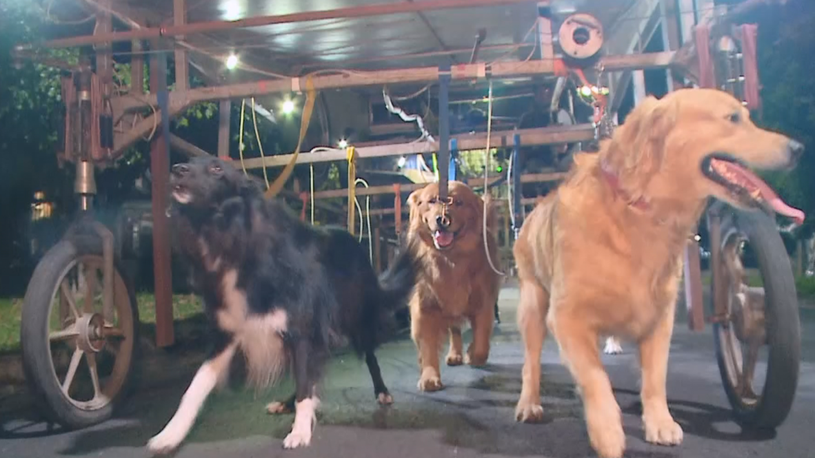 Argentina: 'Dog Runner Ship' walks dogs by the dozen in Buenos Aires