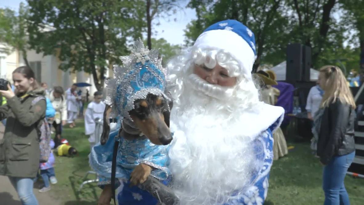 Perros salchicha se disfrazan para conmemorar la fundación de San Petersburgo