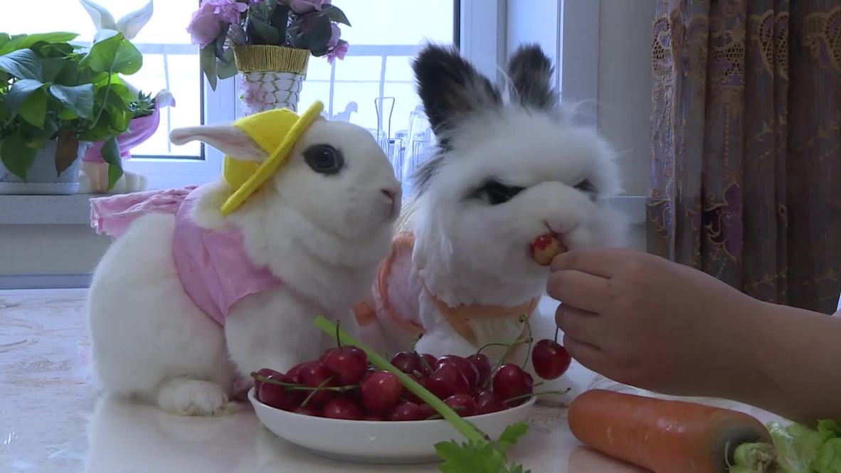 Playmate of the month: Pet bunnies become social media sensation in China