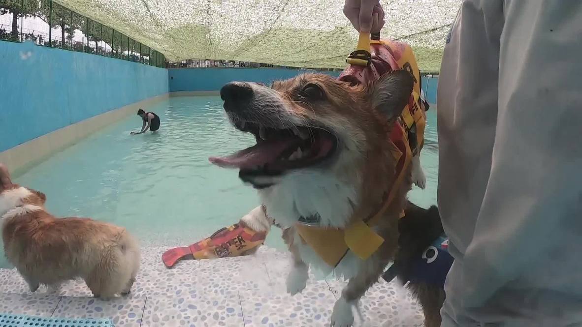 ¡Una fiesta de perros! Date un chapuzón con estos adorables Corgis en Shangái