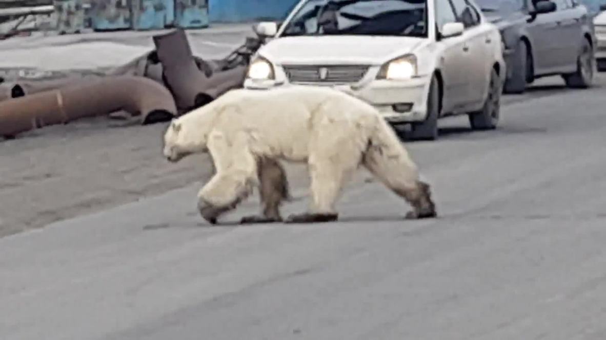 Russia: Stricken polar bear filmed wandering around Siberian city