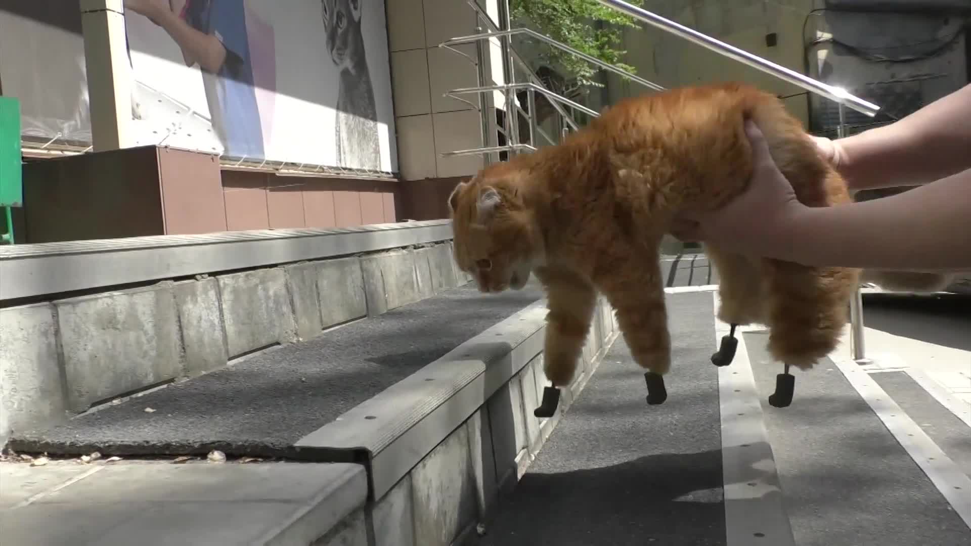 Prosthetic paws give Russian amputee CAT a new lease on life Video Ruptly