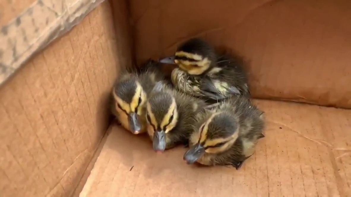 Firefighters rescue ducklings using YouTube clip after little quaccident