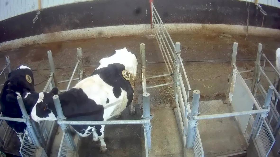 France Portholes inserted into cows' stomachs *GRAPHIC* Video Ruptly