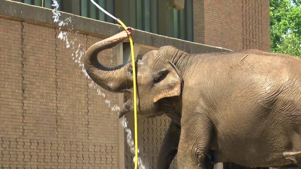 Alemania: El zoológico de Berlín tiene curiosos trucos para que los animales lidien con ola de calor