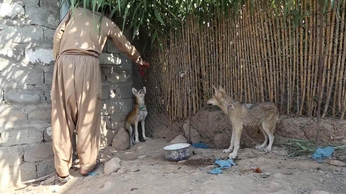 Home-raised wild wolves graduate to sheep guarding duties in Iraq