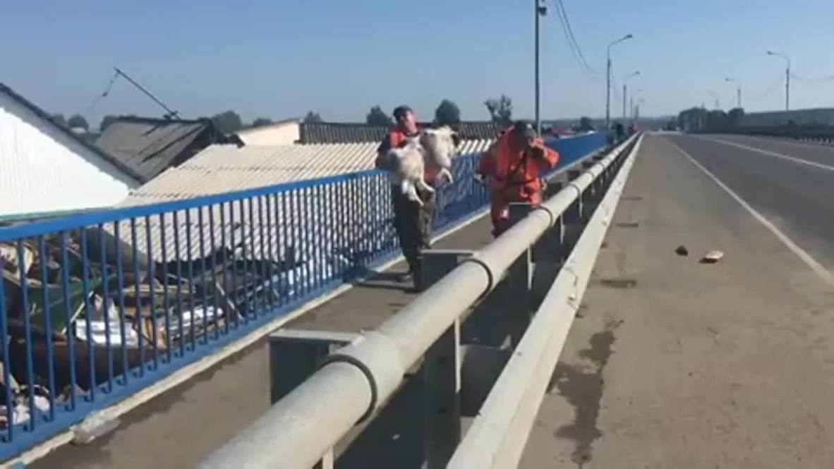 Россия: МЧС вывозит животных из зоны паводка в Иркутске