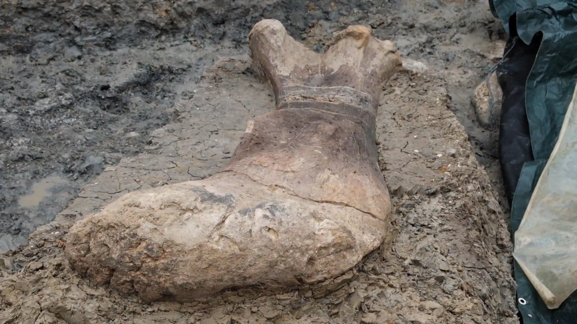 France: Archaeologists uncover giant 140 million-years-old dinosaur bone