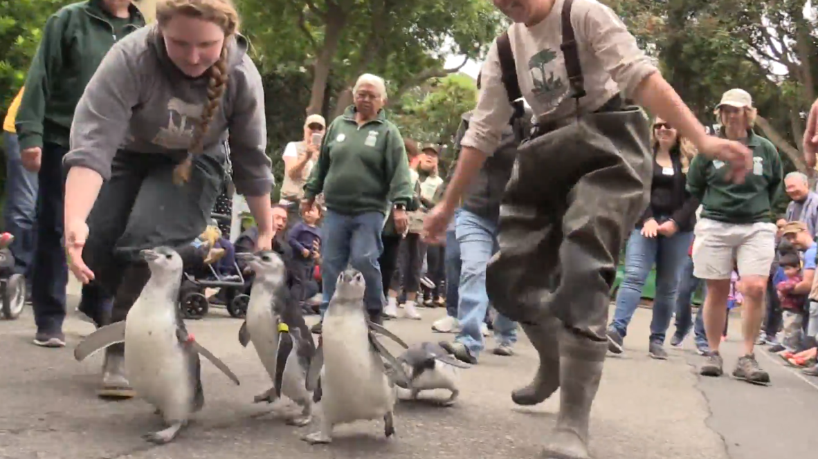 Baby penguins waddle in through zoo in annual rite of passage
