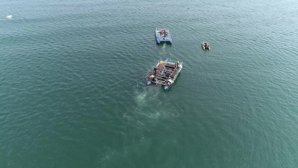 Rusia: El tercer grupo de cetáceos procedente de la "cárcel de ballenas" es puesto en libertad