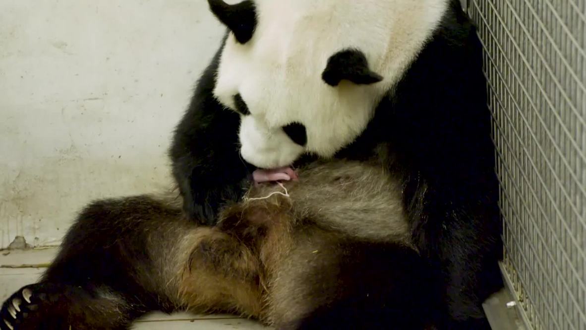 Zoo belga acoge el inusual nacimiento de pandas gigantes mellizos