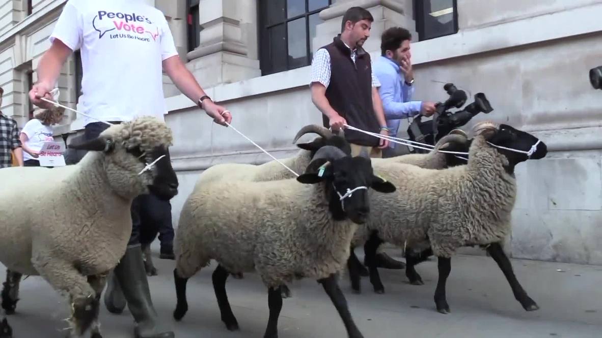 Reino Unido: Manifestantes pastorean ovejas por el centro de Londres en una protesta contra el Brexit