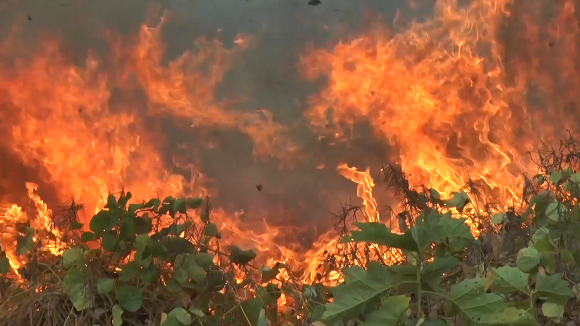 Brasil: Avanzan los devastadores incendios forestales de la Amazonia