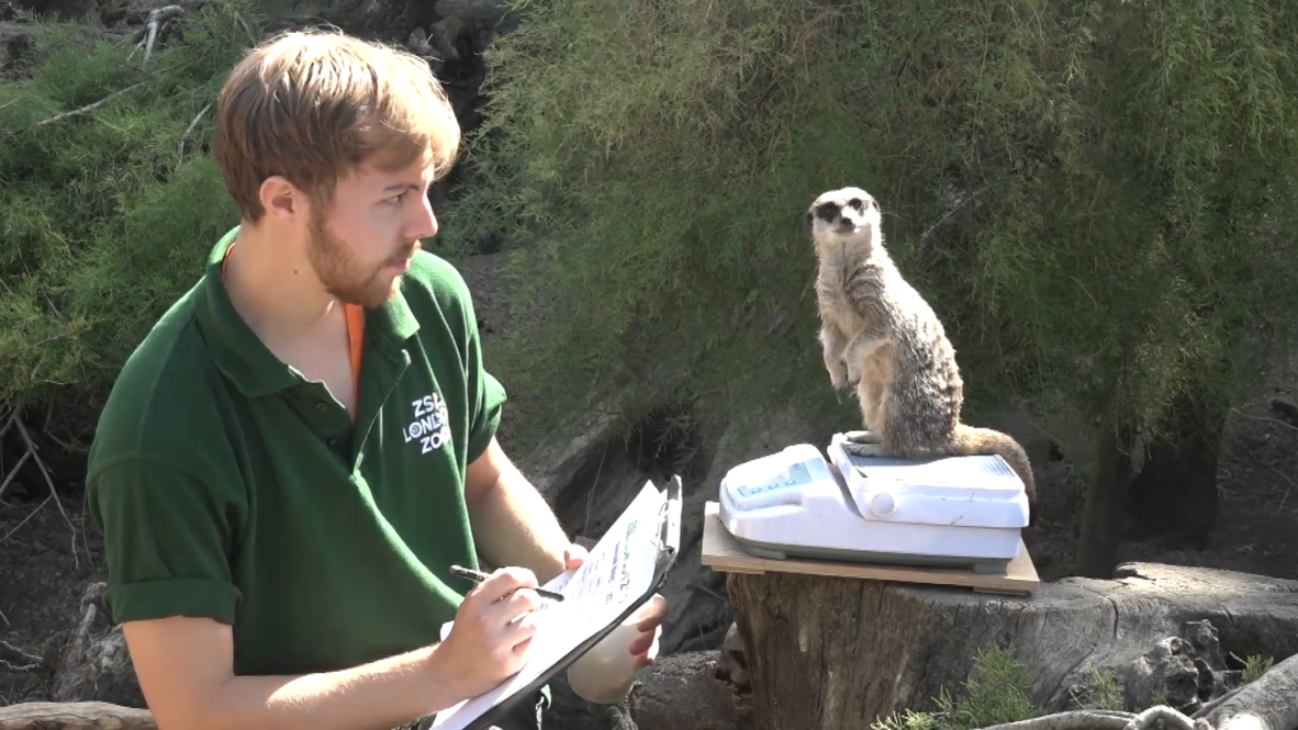 Weight and see! Patience the key to measuring residents of London Zoo