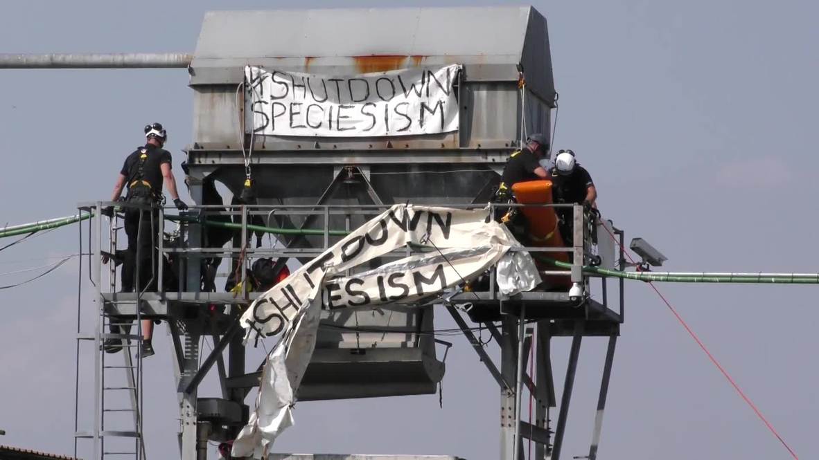 UK: Six 'speciesism' activists arrested after storming Kent slaughterhouse