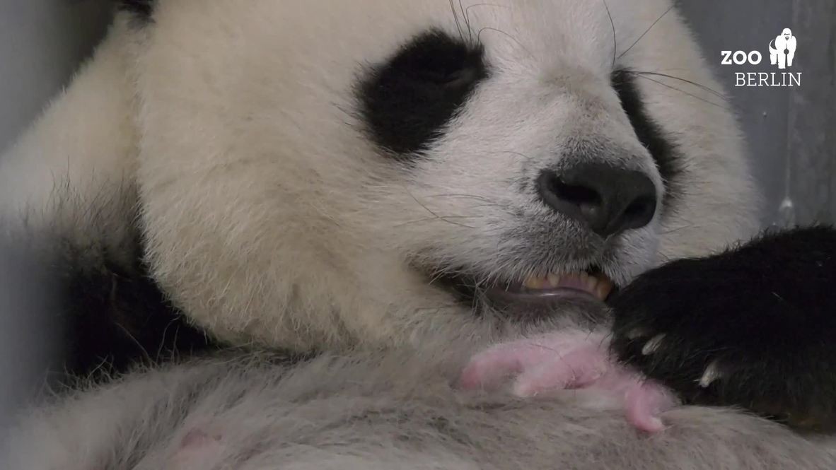 Alemania: Zoológico de Berlín presenta a sus dos nuevas crías de panda