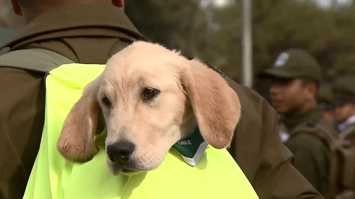 Military PUPPIES steal spotlight at annual parade in Santiago