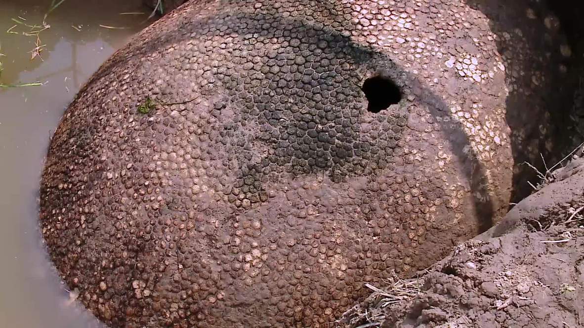 Argentina: Fishermen discover over 10,000-year-old glyptodon shell in Ezeiza