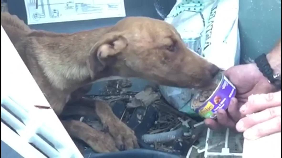 Bahamas: 'Miracle' dog found alive after month trapped under Hurricane Dorian debris